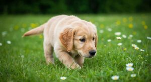 À partir de quel âge peut-on commencer à sortir son chiot dans la nature ?