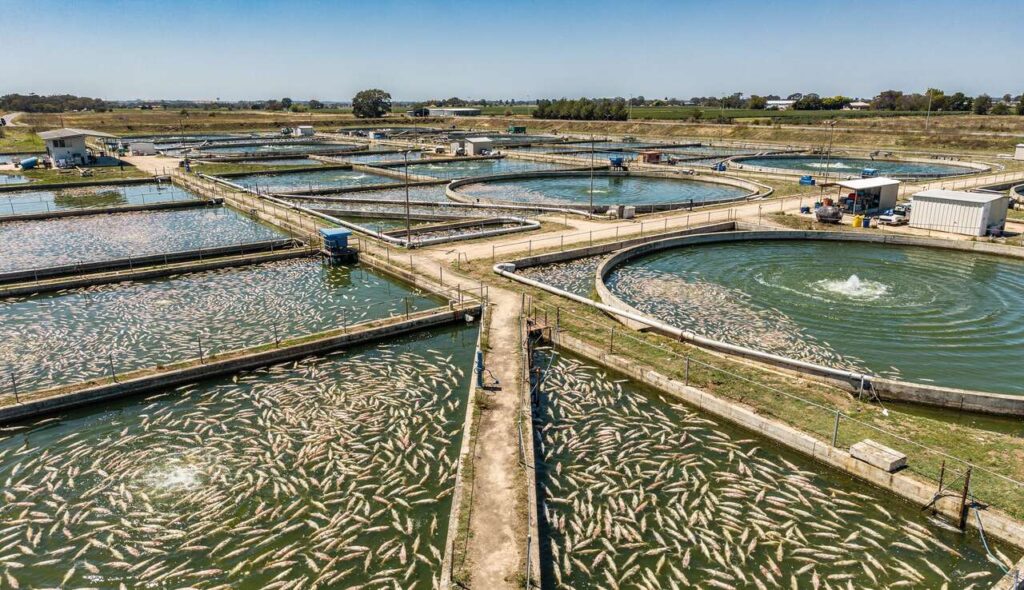 Élevage intensif de tilapia destiné à la transformation et à l’exportation.