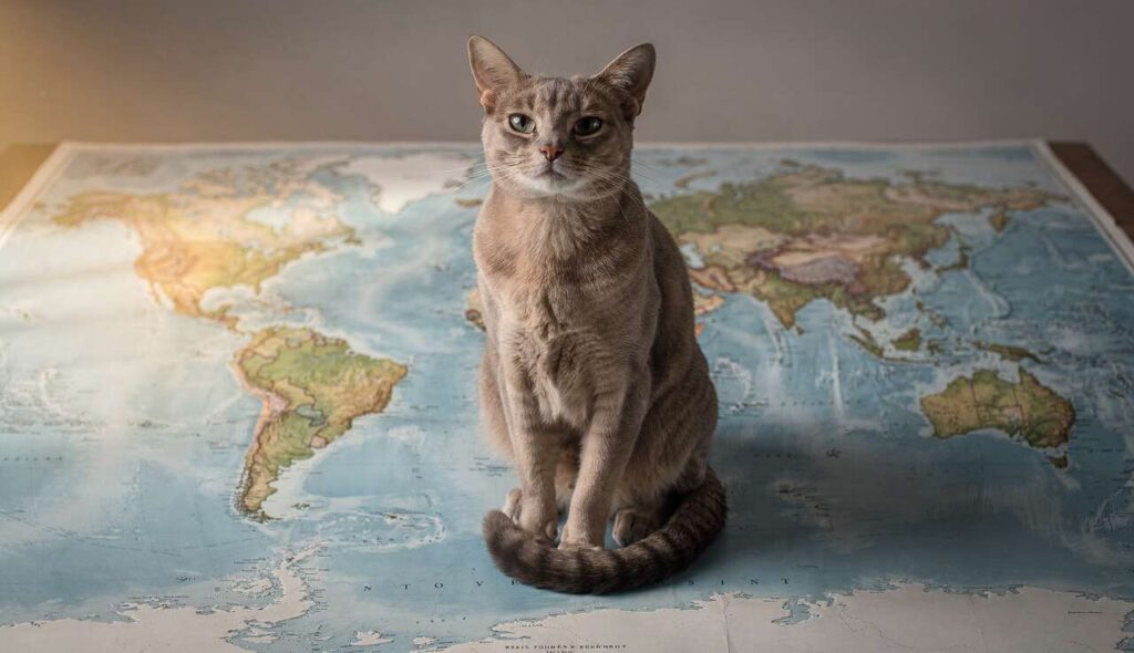 Comment les chats ont-ils conquis le monde ?